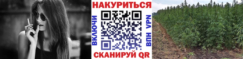 где купить   Хадыженск  Шишки марихуана конопля 